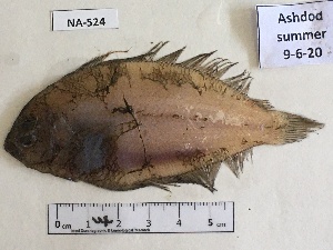  ( - BIM NA-524)  @11 [ ] Copyright (c) (2021) Paz G. Israel Oceanographic and Limnological Research