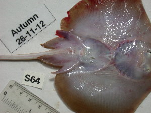  ( - BIM S-064)  @12 [ ] No Rights Reserved (2012) Guy Paz IOLR