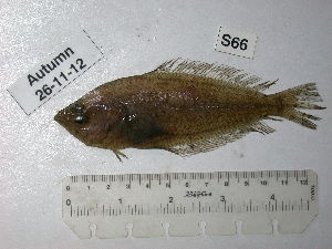  ( - BIM S-066)  @12 [ ] No Rights Reserved (2012) Guy Paz IOLR