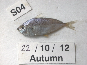  ( - BIM S-004)  @12 [ ] No Rights Reserved (2012) Guy Paz IOLR