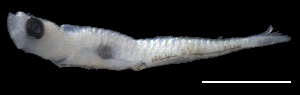  (Millerigobius - BIM F-176)  @11 [ ] CreativeCommons - Attribution Share-Alike (2022) Unspecified Israel Oceanographic and Limnological Research