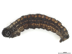  ( - D3-H/N-V235:lep-11)  @11 [ ] CreativeCommons - Attribution Share Alike (2025) CBG Photography Group Centre for Biodiversity Genomics