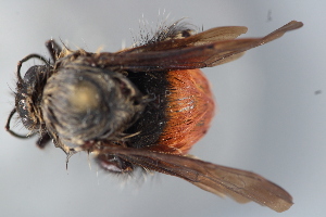  (Bombus cf. excellens - MECN_13340)  @11 [ ] CC-BY-NC-ND (2025) INABIO INABIO