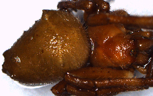  ( - MECN_AR_616a)  @11 [ ] CC-BY-NC-ND (2024) INABIO INABIO