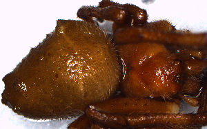  ( - MECN_AR_616b)  @11 [ ] CC-BY-NC-ND (2024) INABIO INABIO