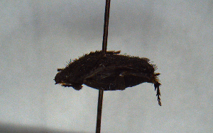  ( - MECN_CO_0906)  @11 [ ] CC-BY-NC-ND (2024) INABIO INABIO