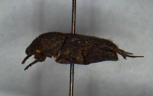  ( - MECN_CO_1747)  @11 [ ] CC-BY-NC-ND (2024) INABIO INABIO