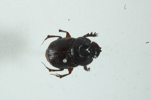  (Onthophagus mirabilis - MECN_EN_22866)  @11 [ ] CC-BY-NC-ND (2024) INABIO INABIO