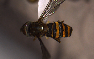  ( - MECN_EN_29574)  @11 [ ] CC-BY-NC-ND (2024) INABIO INABIO