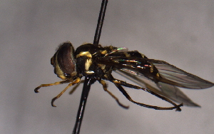  ( - MECN_EN_29578)  @11 [ ] CC-BY-NC-ND (2024) INABIO INABIO