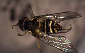  ( - MECN_EN_29578)  @11 [ ] CC-BY-NC-ND (2024) INABIO INABIO