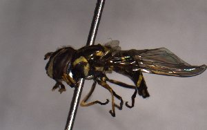  (Allograpta hastata - MECN_EN_29579)  @11 [ ] CC-BY-NC-ND (2024) INABIO INABIO