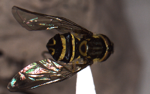  ( - MECN_EN_29580)  @11 [ ] CC-BY-NC-ND (2024) INABIO INABIO