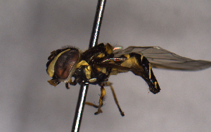  ( - MECN_EN_29582)  @11 [ ] CC-BY-NC-ND (2024) INABIO INABIO