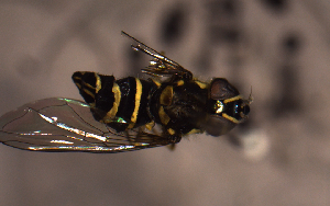  ( - MECN_EN_29582)  @11 [ ] CC-BY-NC-ND (2024) INABIO INABIO