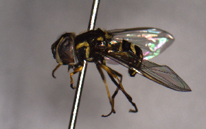  ( - MECN_EN_29585)  @11 [ ] CC-BY-NC-ND (2024) INABIO INABIO