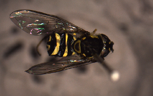  ( - MECN_EN_29585)  @11 [ ] CC-BY-NC-ND (2024) INABIO INABIO