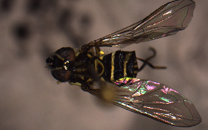  ( - MECN_EN_29587)  @11 [ ] CC-BY-NC-ND (2024) INABIO INABIO