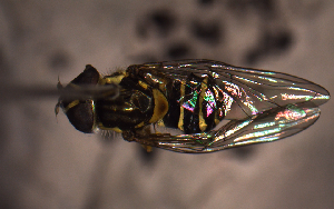  ( - MECN_EN_29589)  @11 [ ] CC-BY-NC-ND (2024) INABIO INABIO