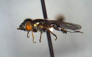  ( - MECN_EN_29591)  @11 [ ] CC-BY-NC-ND (2024) INABIO INABIO