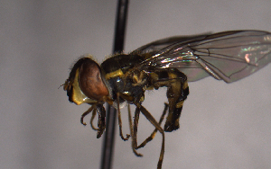  ( - MECN_EN_29599)  @11 [ ] CC-BY-NC-ND (2024) INABIO INABIO