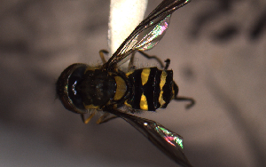  ( - MECN_EN_29599)  @11 [ ] CC-BY-NC-ND (2024) INABIO INABIO