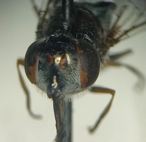  ( - MECN_EN_29811)  @11 [ ] CC-BY-NC-ND (2024) INABIO INABIO