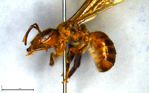  (Xenochlora - MECN_EN_34813)  @11 [ ] CC-BY-NC-ND (2024) INABIO INABIO