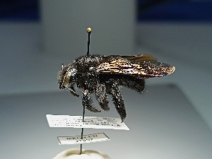  (Xylocopa lachnea - MECN_EN_37097)  @11 [ ] CC-BY-NC-ND (2024) INABIO Instituto Nacional de Biodiversidad, Ecuador