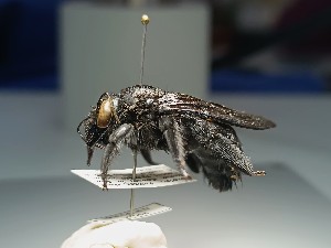  ( - MECN_EN_37098)  @11 [ ] CC-BY-NC-ND (2024) INABIO Instituto Nacional de Biodiversidad, Ecuador