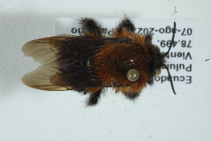 (Bombus rubicundus - MECN_EN_37325)  @11 [ ] CC-BY-NC-ND (2024) INABIO Instituto Nacional de Biodiversidad. Ecuador