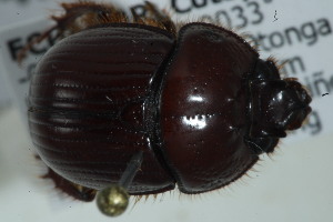  (Parabolbapium - MECN_EN_37796)  @11 [ ] CC-BY-NC-ND (2024) INABIO INABIO