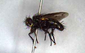  (Minthoplagia - MECN_EN_38352)  @11 [ ] CC-BY-NC-ND (2024) INABIO INABIO