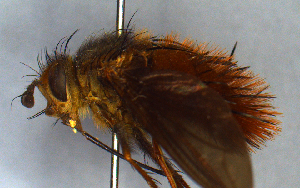  (Adejeania browni - MECN_EN_38398)  @11 [ ] CC-BY-NC-ND (2024) INABIO INABIO