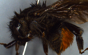  (Bombus sp. 1 - MECN_EN_38472)  @11 [ ] CC-BY-NC-ND (2024) INABIO Instituto Nacional de Biodiversidad, Ecuador