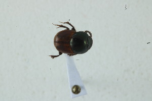  (Onthophagus affin nabeleki - MECN_EN_39531)  @11 [ ] CC-BY-NC-ND (2024) INABIO INABIO