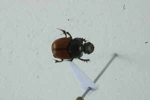 (Onthophagus aff. nabeleki - MECN_EN_39532)  @11 [ ] CC-BY-NC-ND (2024) INABIO INABIO