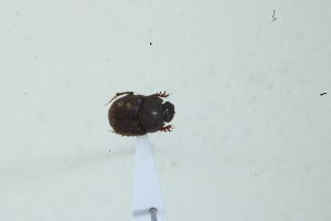  (Onthophagus coccineus - MECN_EN_39539)  @11 [ ] CC-BY-NC-ND (2024) INABIO INABIO