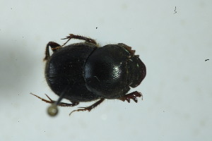  (Onthophagus affin crinitus panamensis - MECN_EN_41159)  @11 [ ] CC-BY-NC-ND (2024) INABIO INABIO