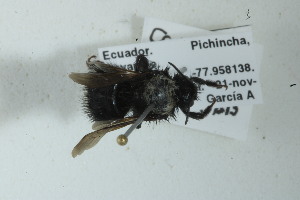  ( - MECN_EN_41174)  @11 [ ] CC-BY-NC-ND (2024) INABIO Instituto Nacional de Biodiversidad. Ecuador