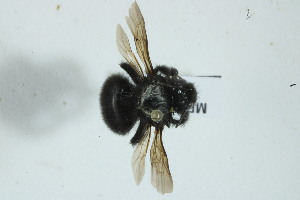  ( - MECN_EN_41180)  @11 [ ] CC-BY-NC-ND (2024) INABIO Instituto Nacional de Biodiversidad. Ecuador