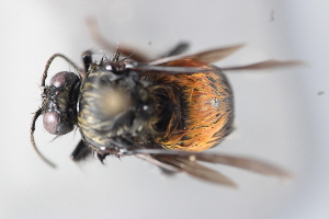  (Bombus sp. 2 - MECN_EN_41586)  @11 [ ] CC-BY-NC-ND (2025) INABIO Instituto Nacional de Biodiversidad, Ecuador