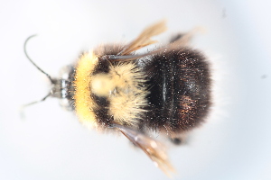  (Bombus affin hortulanus - MECN_EN_41591)  @11 [ ] CC-BY-NC-ND (2025) INABIO INABIO