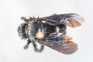  (Bombus pauloensis - MECN_EN_41625)  @11 [ ] CC-BY-NC-ND (2025) INABIO INABIO