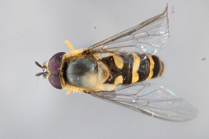  ( - MECN_EN_41636)  @11 [ ] CC-BY-NC-ND (2025) INABIO INABIO