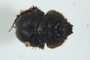  (Neoathyreus lyriferus - MECN_EN_6944)  @11 [ ] CC-BY-NC-ND (2024) INABIO INABIO