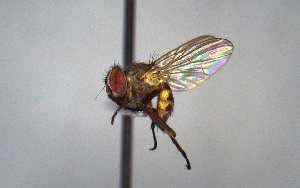  (Euryomma - MECN_EN_7833)  @11 [ ] CC-BY-NC-ND (2024) INABIO INABIO