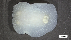  ( - B22-BAM-M001)  @11 [ ] C (2024) Tara Macdonald Biologica Environmental Services Ltd.