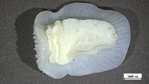  ( - B22-BAM-M001)  @11 [ ] C (2024) Tara Macdonald Biologica Environmental Services Ltd.