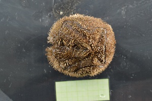  ( - BAM22-IE90-E010)  @11 [ ] C (2025) Tara Macdonald Biologica Environmental Services Ltd.